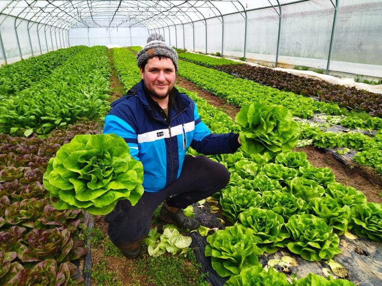 Adrien Meunier avec des salades dans une serre.