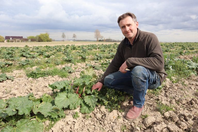 Pierre Campion dans un champ de Rhubarbe