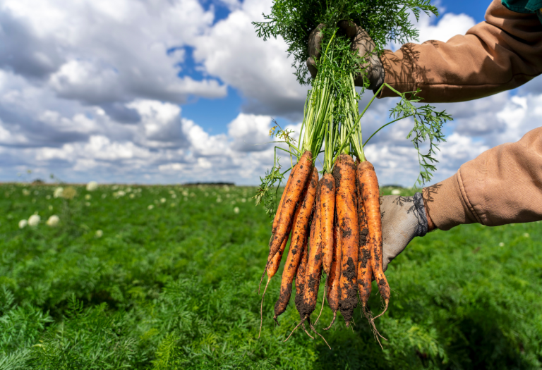 Producteur de carotte - Norabio