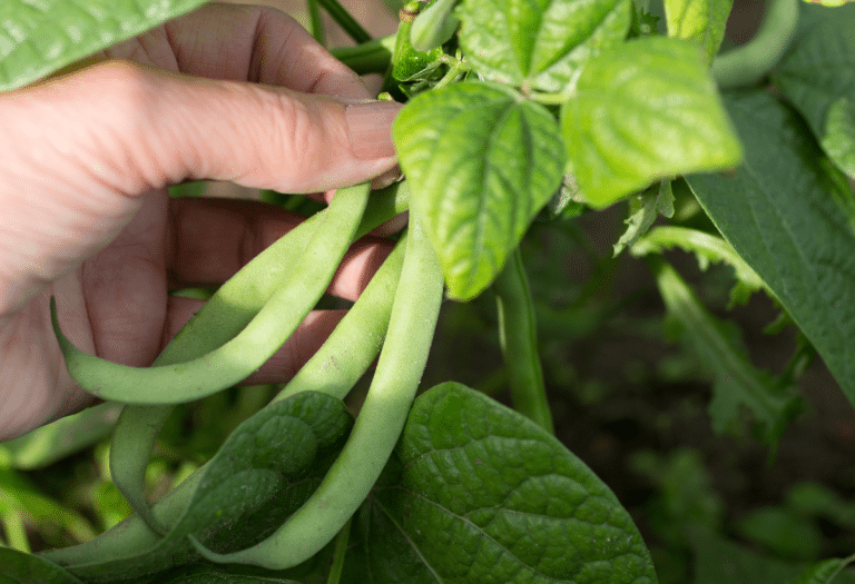 Producteur de haricots verts - Norabio